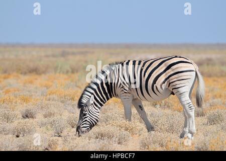 Le zèbre de Burchell (Equus quagga burchellii), le pâturage dans les steppes arides, Etosha National Park, Namibie, Afrique Banque D'Images