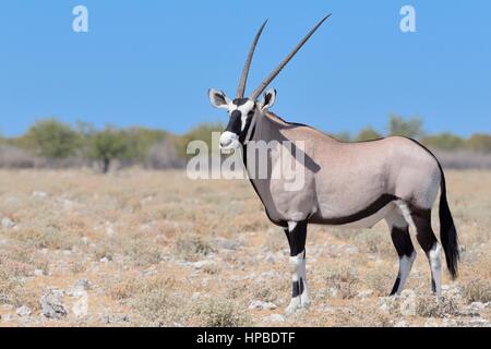 Gemsbok (Oryx gazella) mâle adulte, debout sur le sol rocheux, Etosha National Park, Namibie, Afrique Banque D'Images