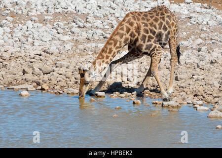 Girafe angolais en Namibie ou Girafe (Giraffa giraffa angolensis), boire à Waterhole, Etosha National Park, Namibie, Afrique Banque D'Images