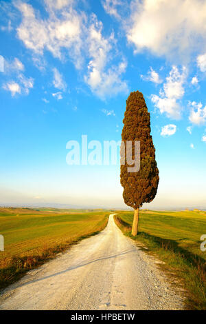 La toscane, cyprès solitaires et blanc chemin rural sur le coucher du soleil. Sienne, Italie, Europe. Banque D'Images