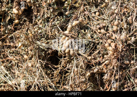 Les écrous de singe ou de l'arachide (cacahuètes) séchant au soleil dans un champ de la Gambie Banque D'Images