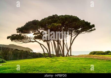 Groupe d'arbres de pin maritime près de la mer et de la plage au coucher de soleil. Baratti, la Maremme, Piombino, Toscane, Italie. L'exposition longue Banque D'Images