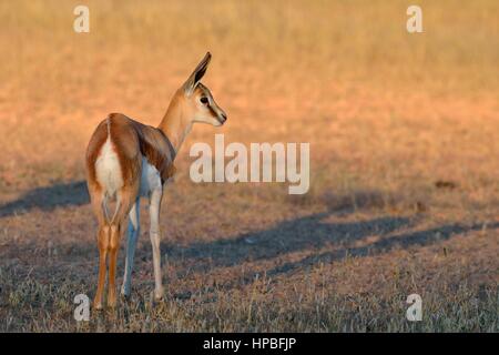 Le springbok (Antidorcas marsupialis jeunes), alerte, tôt le matin, Kgalagadi Transfrontier Park, Northern Cape, Afrique du Sud, l'Afrique Banque D'Images