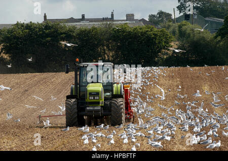 Dans l'orge forage agriculteur champ cultivé, avec des mouettes. tracteur suivantes UK. Banque D'Images