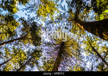 À la recherche jusqu'à la cime des arbres dans le parc régional Pacific Spirit, Vancouver, Colombie-Britannique Banque D'Images