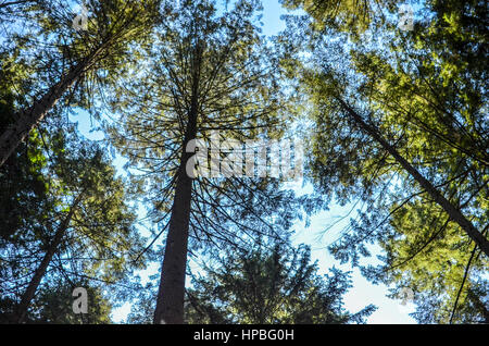 À la recherche jusqu'à la cime des arbres dans le parc régional Pacific Spirit, Vancouver, Colombie-Britannique Banque D'Images