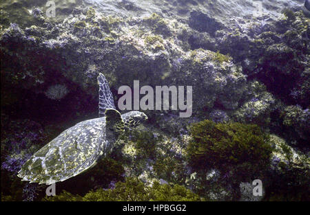 Cette tortue imbriquée (Eretmochelys imbricata) est décoller de son lieu de repos entre les rochers couverts d'algues. Photographié en Afrique du Sud. Banque D'Images