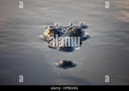 Un crocodile américain furtif se trouve juste sous la surface d'un lagon au large du Belize. Ces grands carnivores sont potentiellement dangereux. Banque D'Images