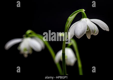 Close up de Galanthus sur fond noir Banque D'Images