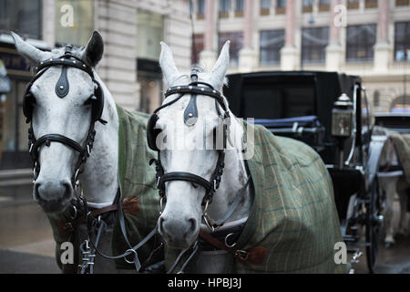 Deux chevaux blancs tiré les rues de Vienne Banque D'Images