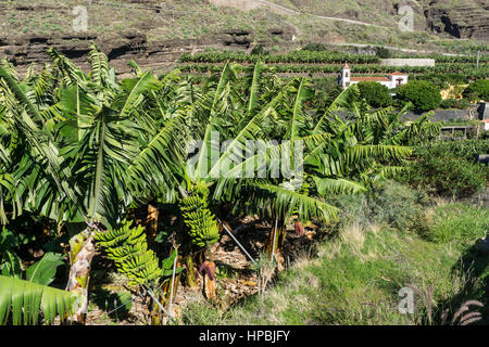 Bananeraie près de Tazacorte, église de fond Santuario de Las Angustias , La Palma, Îles Canaries, Espagne Banque D'Images