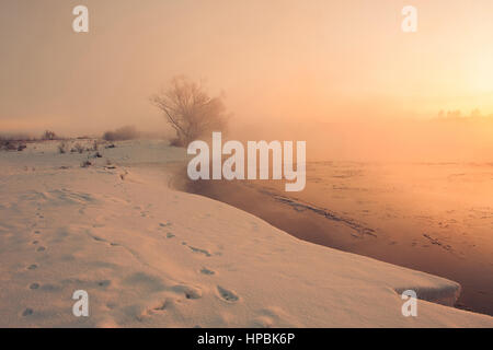 Le soleil brille sur les arbres d'hiver glacial à travers le brouillard Banque D'Images