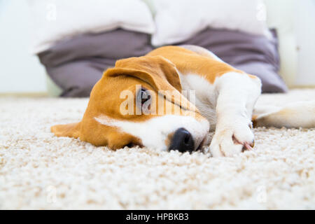 Un chien beagle se détendre et dormir sur le tapis blanc Banque D'Images
