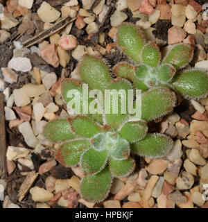 Petite plante de Echeveria Setosa sur terreau avec des cailloux. Banque D'Images