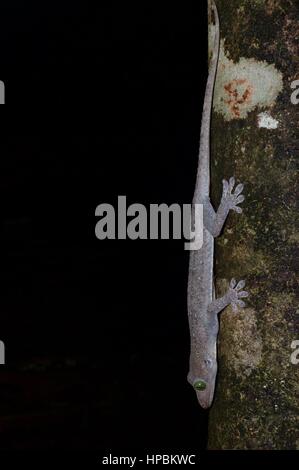 Un Smith's Green-eyed Gekko gecko (smithii) dans la forêt tropicale de Malaisie dans la nuit Banque D'Images