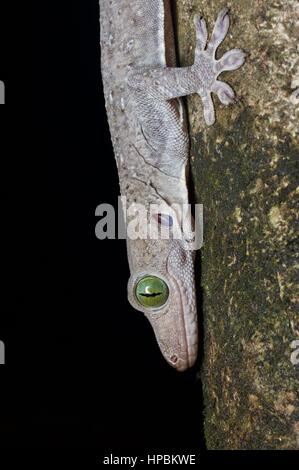 Un Smith's Green-eyed Gekko gecko (smithii) dans la forêt tropicale de Malaisie dans la nuit Banque D'Images