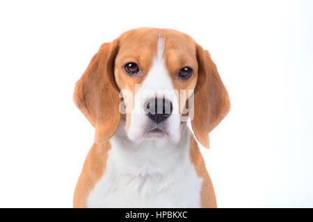 Triste portrait de chien beagle à la caméra en Banque D'Images