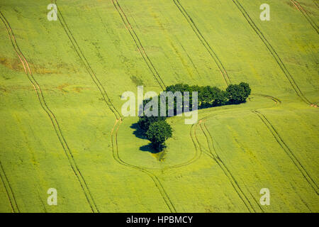 Święcianowo, champs, champs de céréales, des forêts, des zones forestières, occidentale, côte de la mer Baltique, Województwo zachodniopomorskie, Pologne Banque D'Images