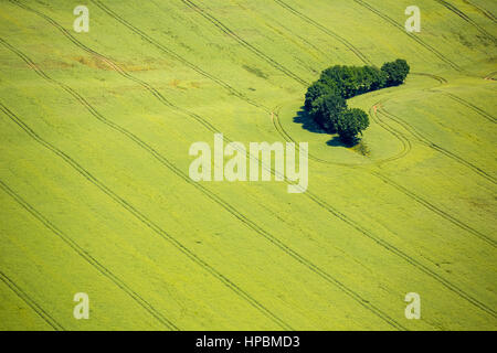 Święcianowo, champs, champs de céréales, des forêts, des zones forestières, occidentale, côte de la mer Baltique, Województwo zachodniopomorskie, Pologne Banque D'Images