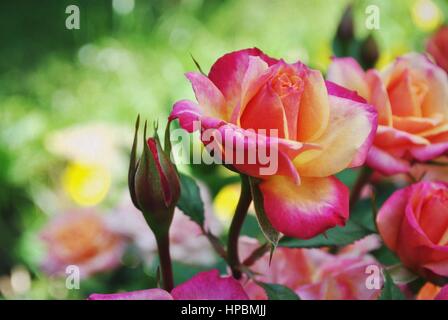 Belle double couleur grandiflora rose. Banque D'Images