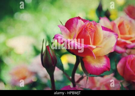 Belle double couleur grandiflora rose. Banque D'Images