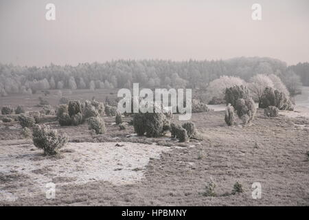 Lüneburger Heide im Winter, Niedersachsen, Deutschland Banque D'Images