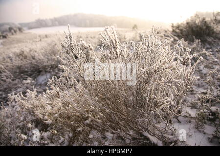 Lüneburger Heide im Winter, Niedersachsen, Deutschland Banque D'Images