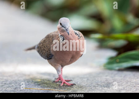 Spotted Dove walking Banque D'Images