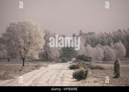 Lüneburger Heide im Winter, Niedersachsen, Deutschland Banque D'Images