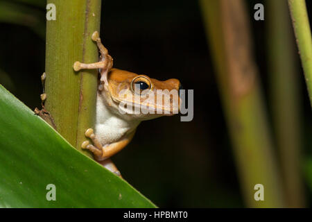 Portrait de frog - Spot-legged Grenouille d'arbre Banque D'Images