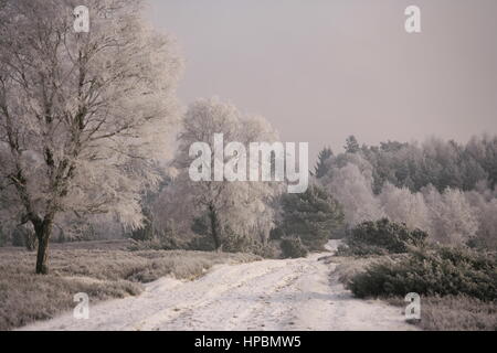 Lüneburger Heide im Winter, Niedersachsen, Deutschland Banque D'Images