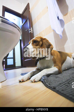 Un triste chien beagle portant sur un tapis dans la salle de bains Banque D'Images