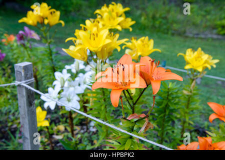 Lys orange gros plan des fleurs dans le jardin Banque D'Images