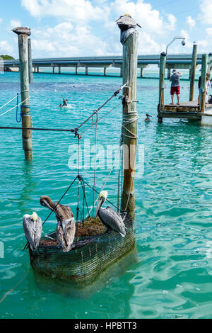 Florida Upper Florida Keys,Islamorada,Lower Matechumbe Key,Robbie's Marina,Florida Bay Water,Highway route 1 Overseas Highway,Waterfront,pilings,pelica Banque D'Images