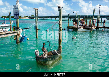 Florida Upper Florida Keys,Islamorada,Lower Matechumbe Key,Robbie's Marina,Florida Bay Water,Highway route 1 Overseas Highway,Waterfront,pilings,pelica Banque D'Images