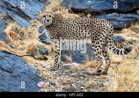 Beau Guépard d'Afrique sauvage dans la savane de la Namibie Banque D'Images