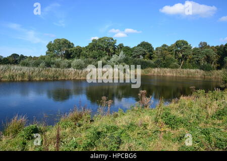 Vue au bord de l'eau à Westhay Moor National Nature Reserve Banque D'Images