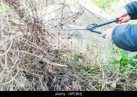 Envahis par les plantes grimpantes - homme à l'aide de ciseaux de jardinage à dur recouvert de pruneaux Clematis montana en hiver Banque D'Images