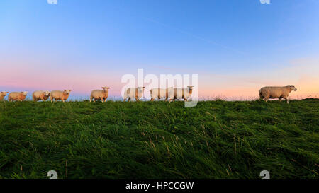 Moutons sur la digue au lever du soleil. Capturé près de Ostbense. Banque D'Images