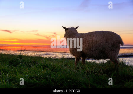 Moutons sur la digue au lever du soleil. Capturé près de Ostbense. Banque D'Images