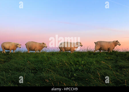 Moutons sur la digue au lever du soleil. Capturé près de Ostbense. Banque D'Images