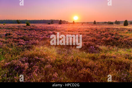 Coucher de soleil sur une prairie de la bruyère Luneburg Banque D'Images