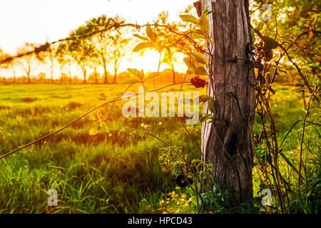 Coucher de soleil sur une prairie près de Marccardsmoor Banque D'Images