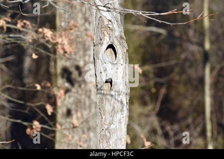 Le trou de l'Halloween dans un arbre utilisé pour les oiseaux nicheurs Banque D'Images