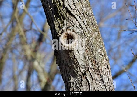 Le trou de l'Halloween dans un arbre utilisé pour les oiseaux nicheurs Banque D'Images