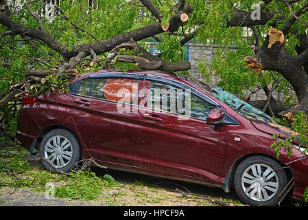 Voiture détruite par un arbre tombé Banque D'Images