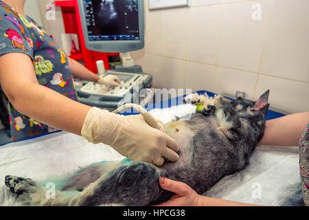 Le chien en échographie clinique vétérinaire Banque D'Images