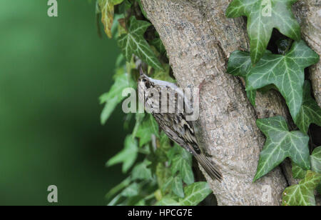 Une superbe (Certhia familiaris) Bruant perché sur une branche entouré de feuilles de lierre. Banque D'Images