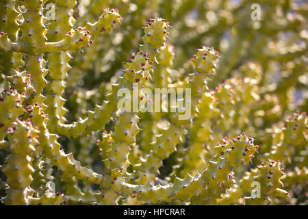 Divers frais vert cactus background Banque D'Images