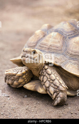 Close-up portrait de la tortue géante dans le Zoo de Chiang Mai Banque D'Images